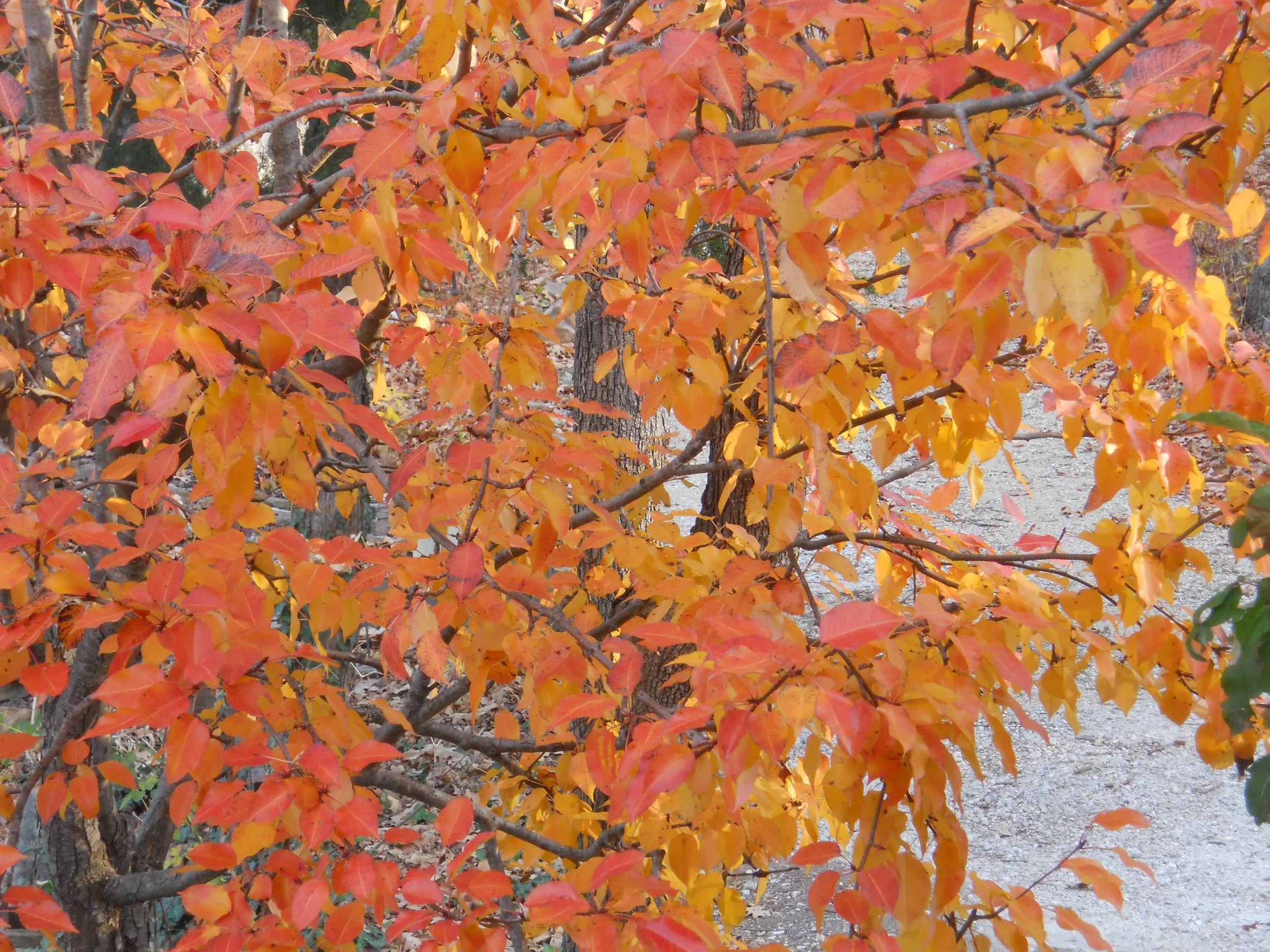 Why Leaves Change Color — Gardening Charlotte